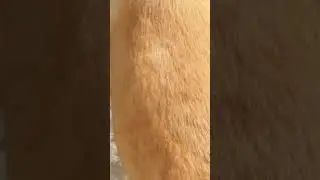 BEST NIBIRU VIDEO EVER!!!