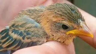 Baby Bird in Rural Area: A Heartwarming Video of a Fledgling Growing Up | Theramson Pet's