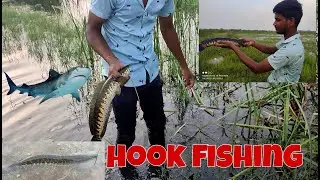 snakehead fish hunting|| best hook  fishing video 2022| #village life style #fishing