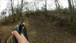 Chasse aux sangliers, (en parc).