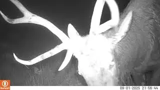 big bull elk can't wait to hunt