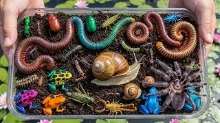 Finding Trapped Insects in Forest Wood | Rare Colorful Bugs Caught and Released
