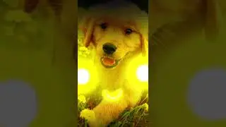 Puppy overlay