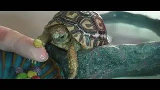 거북이 힐링 영상 🐢(거북이 밥 먹어요)
