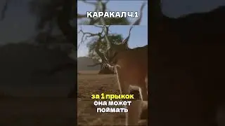 КАРАКАЛ Ч.1 (NAT.GEO.WILD) #animals #nationalgeographic #животные #fyp