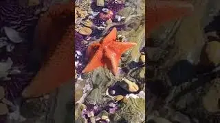 Orange Starfish