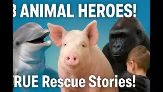 3 TRUE Animal Hero Stories! You Won&rsquo;t Believe Who Saved Who!