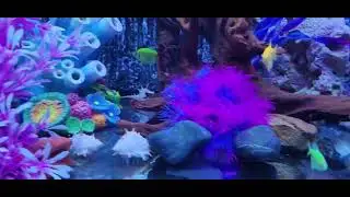 fish #fishtank #fishtankideas