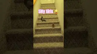 Новые голуби в зоопарке Шарин чувствуют себя ОЧЕНЬ комфортно 😂 #Шорты #Голубь #ДомашниеЖивотные