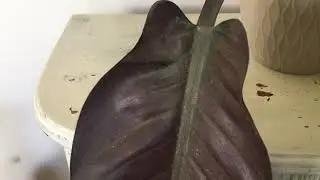 Sticky leaves, no pests imperial red philodendron extrafloral nectaries