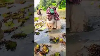 Wow! Amazing Polo Fishing Videos ! Best Big Fish Catching ! Primitive Technique fishing #fish #india
