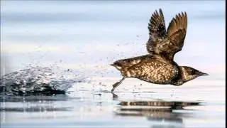 Marbled Murrelet Call