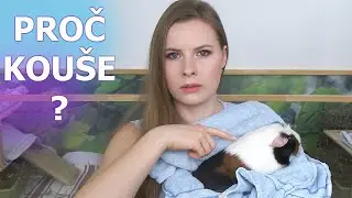 Proč moje morče kou&scaron;e? | Alue