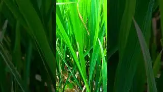 caterpiller