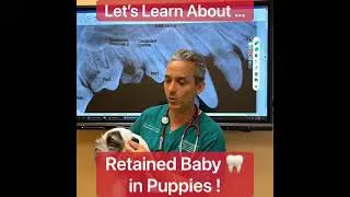 Retained Puppy Teeth ?