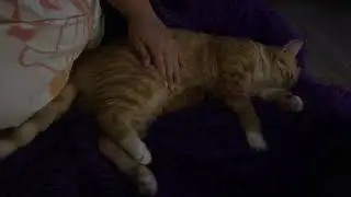 Кот чутко спит / Кот тэквондист / Кот каратист