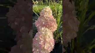 Обзор гортензии Magical Sweet Summer