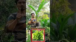 Thailand coconut. Malaysian coconut ❤️ #shortvideo #farming #coconut