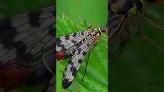 Hidden Identity : Unmasking the Scorpion Fly   #discovery