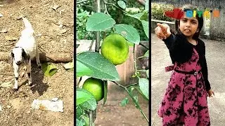 Learn About Trees | Lemon| Banana| Coconut| Mud Apple| For Kids
