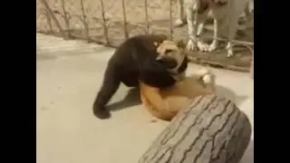 Bear vs dog (bear wrestler)