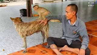 Orphan Monkey Savana Looks Like A Monkey And Acts Like A Monkey But Think Like A Human She&rsquo;s So Cute