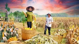 Harvest Corn With Help From a Close Friend to Make Feed for Poultry &ndash; Cook Fish My Friend Gives Me