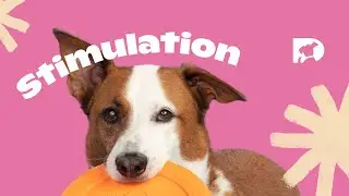 Stimulation: Surfing Dog