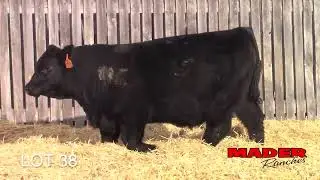 Lot 38 in the 2026 Mader Ranches Bull Power Sale