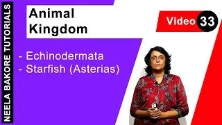 Animal Kingdom | NEET | Echinodermata - Starfish (Asterias) | Neela Bakore Tutorials