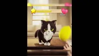 KITTEN MATCH | #kittenmatch #shorts #cutecat