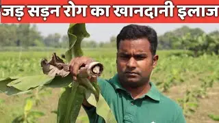 दवा डालते ही केले का जड़ सड़न रोग गायब Banana Root Rot Diseases Manegement // Kele ki kheti
