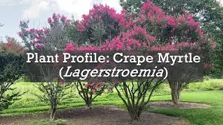 Crape Myrtle Plant Profile