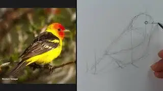 How To Draw A Bird / Western Tanager
