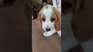 LEMON Beagle pup in GOLD GINGHAM makes himself at home on the couch - chip 259