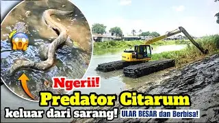 NGERI PREDATOR CITARUM AKHIRNYA KELUAR‼️TDK ADA YANG MENYANGKA SEMUA BS TERJADI. NORMALISASI CITARUM