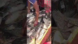 Jhenaidah Barobazar is a huge wholesale fish market. #foodlover #fishmarket #desifresh #fish #short