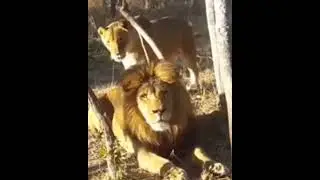 Lioness slowly come to meet lion alert #lioness#lion#short#videos ...
