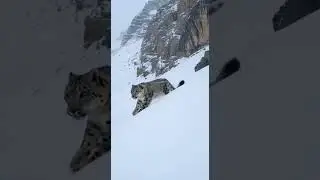 Snow Leopard Runs After a Mountain Goat