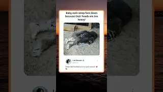 Baby owls sleep face down 🥰🦉