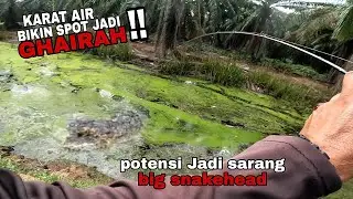 Casting haruan. Parit dihuni ikan haruan besar. Malaysia fishing video. sambaran haruan besar.