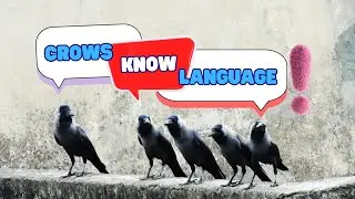 Crows Are Capable of Recursion &mdash; A Language Skill Thought to Be Unique to Humans and Other Primates