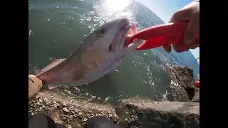 Texas Jetty Fishing (Redfish and Black Drum)