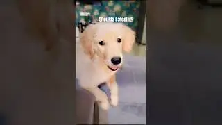 coffee got caught while stealing😂❤️ #cutecoffee #goldenretriever #pets #ytshorts #shorts
