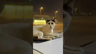 Cats have a unique appearance