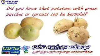 BUDDY TALKS #podcast | Did you know that potatoes with green patches or sprouts can be harmful?