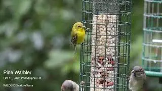Pine Warbler