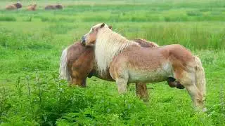 Wild horses - freedom and powerful