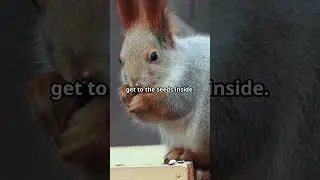 Red Squirrel Facts