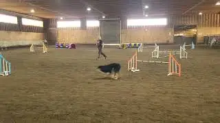 Col. Mouse AKC Novice JWW Agility-Qualifying